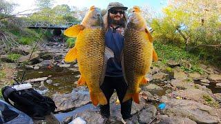 GIANT FISH From An URBAN DRAINAGE SYSTEM In Melbourne, Australia!