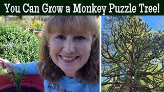 You Can Grow a MONKEY PUZZLE Tree! An UNUSUAL Endangered Nut Tree to Grow!