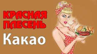 Красная Плесень - Какао | Лучшие песни