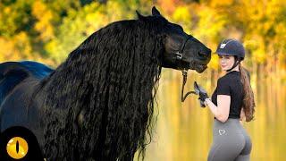 10 MOST BEAUTIFUL HORSE BREEDS IN THE WORLD