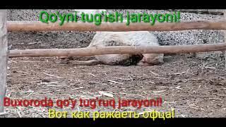 Buxoroda qo'y tug'ruq jarayoni. Бухаре офца рожает.