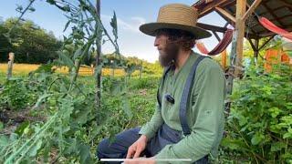 Tying Up Tomato Plants | Titus Morris | #gardening #tomatoplant #cultivation #tomatoplantcare