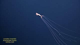 Bigfin Squid Magnapinna Squid