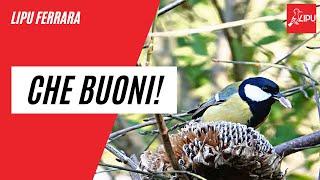 Lipu Ferrara - Che buoni!