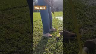 Woodball sport combines elements of golf and croquet. It requires precision, strategy, and teamwork.