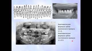 Пропедевтика стом. заболеваний. Анатомо-функциональные особенности строения зубочелюстной системы