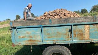 За півтори години викопали всю бараболю // СІЛЬСЬКЕ ЖИТТЯ.