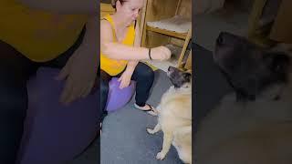 Упражнение на успокоение.#dogtraining