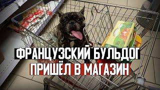 Французский бульдог ходит в магазин за продуктами