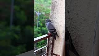 Pigeon After the Rain | Peaceful Moment #birds #pigeon #shorts