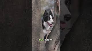 Animals are the best in the world