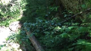 Lava Canyon hike at Mount St Helens