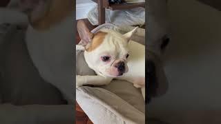 Scared dog #pets #doggielife #funny #dog #funnypet #dogshorts #dogvideos #fyp