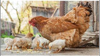 Just Love the Back Yard PET CHICKEN Your With on EatYourBackYard