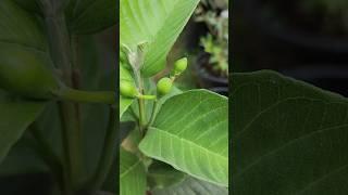 Japan Guava | Red Diamond Guava Flowering started in pot