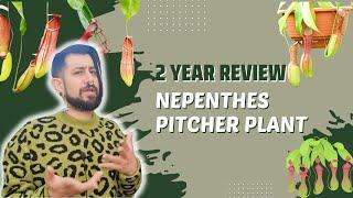 Nepenthes x ventrata Review |  2 Years Later | A.K.A Tropical Pitcher Plant or Monkey Jars