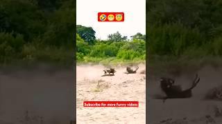 #leapord #deer #hedgehog #lion #lionfight #lionlover #lionfight