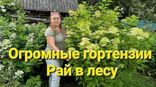 Взрослые кусты гортензии.Я в шоке от их размера