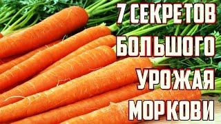 Секреты выращивания крупной здоровой моркови / Важные советы по уходу за морковью