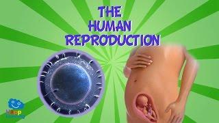 The Human Reproduction | Educational Video for Kids