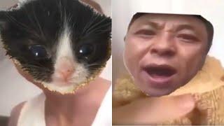 Angry Asian man yells at kitten BUT its the other way