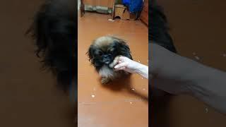 Сельские вечера #жизньвселе #безтабу #деревенскаяжизнь