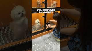 The little dog really tries so hard when it sees its favorite owner But...#If you don t ke
