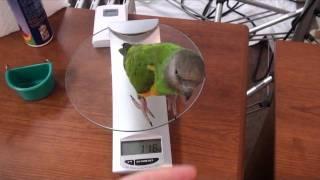 Kili Senegal Parrot - Flighted Potty Trained Parrot Going About Daily Business