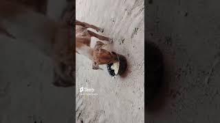 rescue dog before and after 