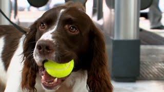 On the Front Line With London's Dog Squad | Send in the Dogs Full Episode