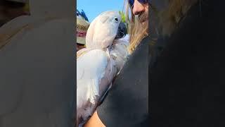 People You Meet at Farmers Markets, The Bird  Man | JFAM!