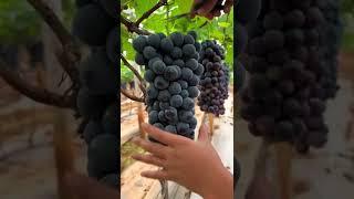 black angur Plant  milega  Call 9564629142