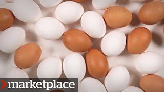 Which eggs are more nutritious? Testing organic, free-run and conventional (Marketplace)