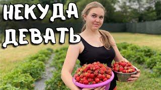 An unprecedented harvest of strawberries from his plot in the village