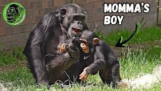 Doting Mom Feeds And Plays With Her Baby Chimp