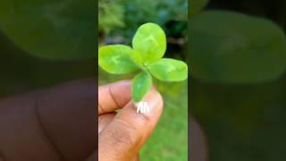 Abundance spell 