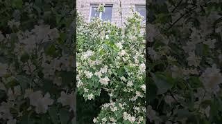 #лето #жасмин #латвия #природа #jasmin #latvia Красивый жасмин, приятный аромат