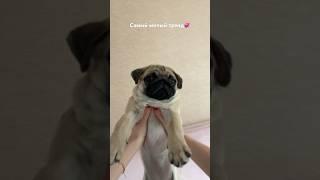 Самый милый тренд, но Боня в шоке #pug #мопс #cute #мопсики #puglife #мопсы #pets #dog #puppy