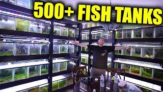 500+ aquariums in his HOUSE!!!