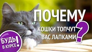 Почему кошка топчет вас лапками? Кошачий массаж: что это?