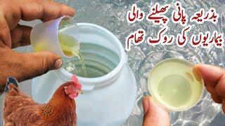 Water Chlorination | How to Prevent Poultry Waterborne Diseases | Dr. ARSHAD