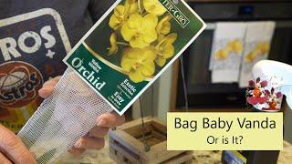 Is It a Vanda Bag Baby? | The Mystery Orchid Discovery | Choosing a Wood Slat Basket Setup