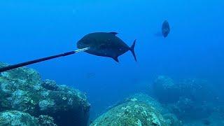 Hawaii Spearfishing | 3-prongin’