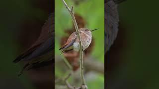 ️ Little Daisy 17 Days After She Fledged the Nest. #babyhummingbird #hummingbird #babybird