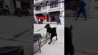 street dogs fighting on the road