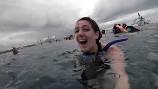 The Teacher Traveller Swimming with Whale Sharks