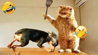  You Laugh You Lose Dogs And Cats  New Funny Animals 2024 