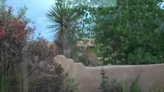 Wild BobCat in  front yard, Placitas New Mexico