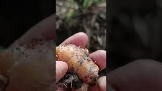 kỳ lạ có phải cây nghệ rừng không các bác