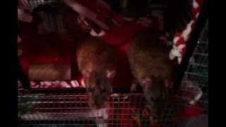 Merry Christmas with Rodent Rascals Adventures